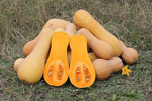 Abóbora Butternut