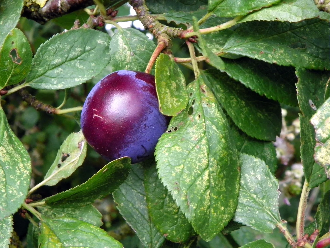 Ameixa abrunho nacional (tipo damasco-ameixa)