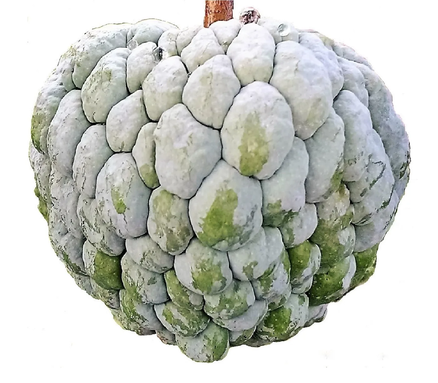 Anona (fruta-pinha) em fundo branco