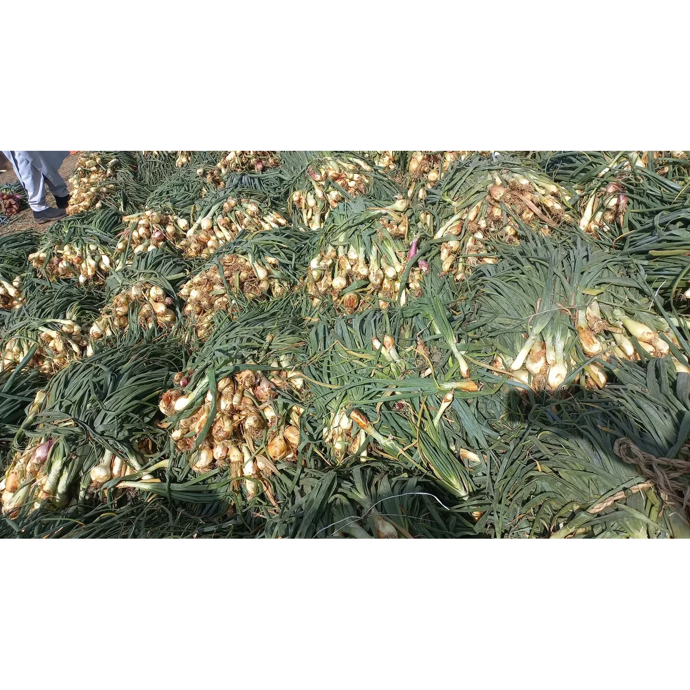 Cebola Nova
