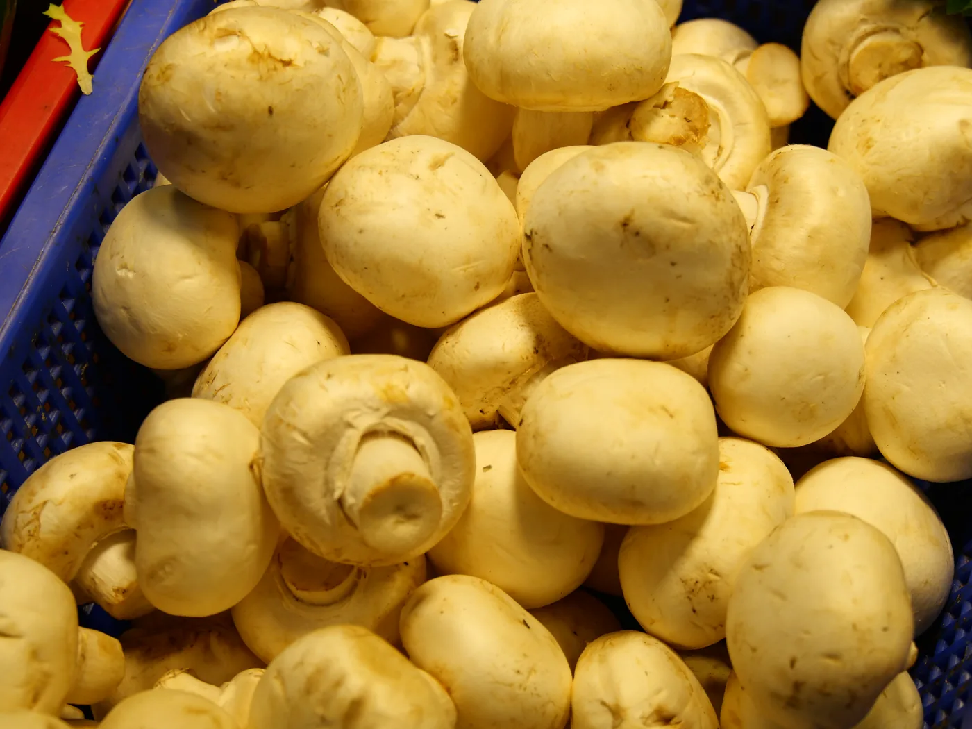 Cogumelos