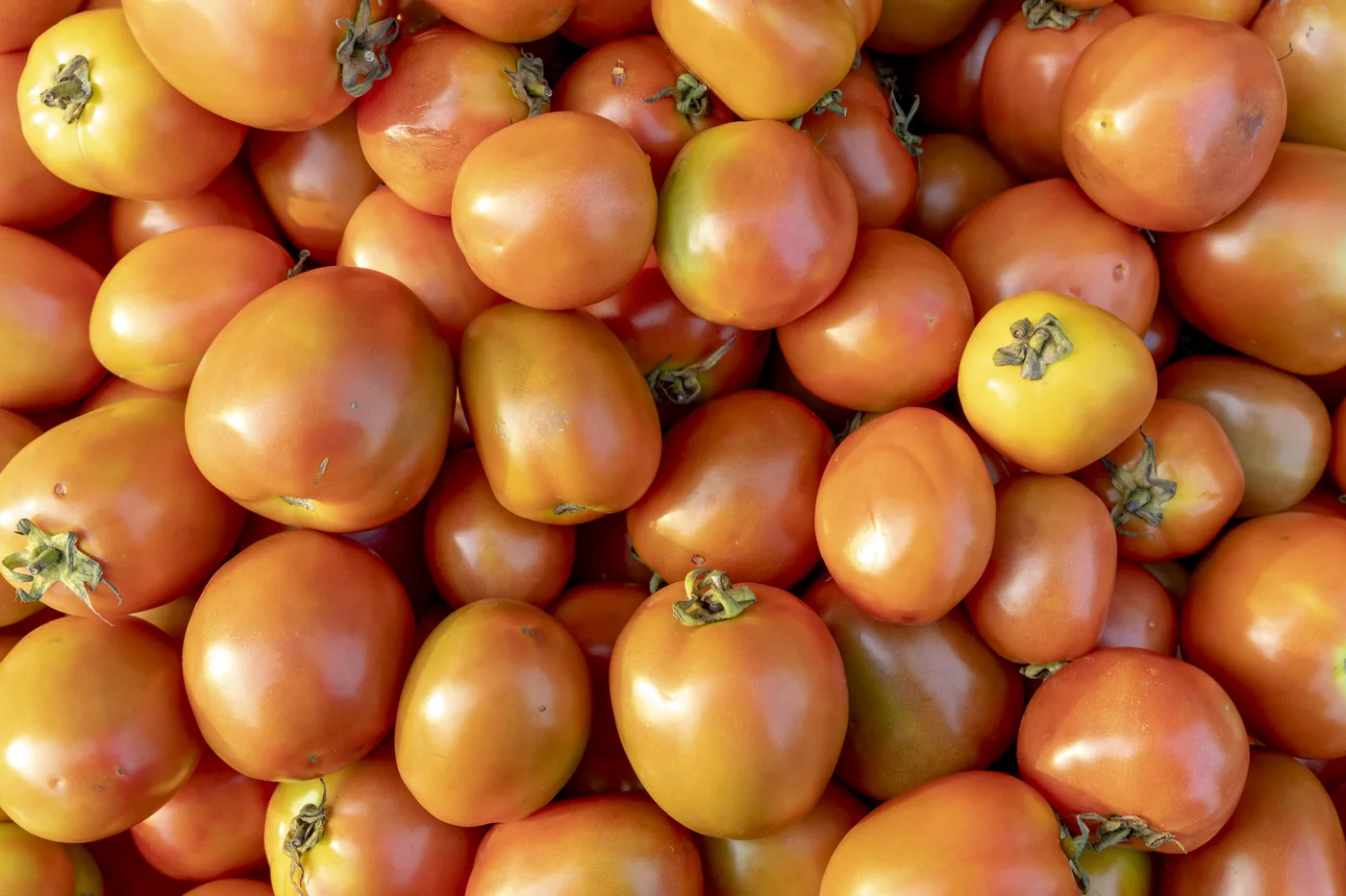 Tomate Cacho