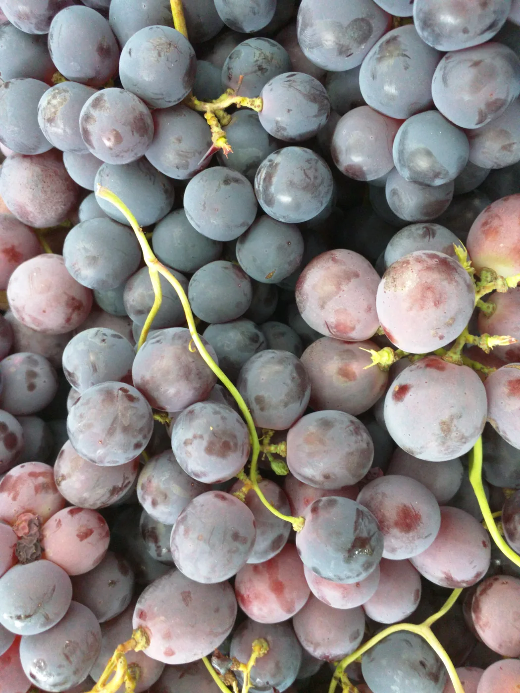 Uvas pretas sem grainha, variedade Vale de Rosa