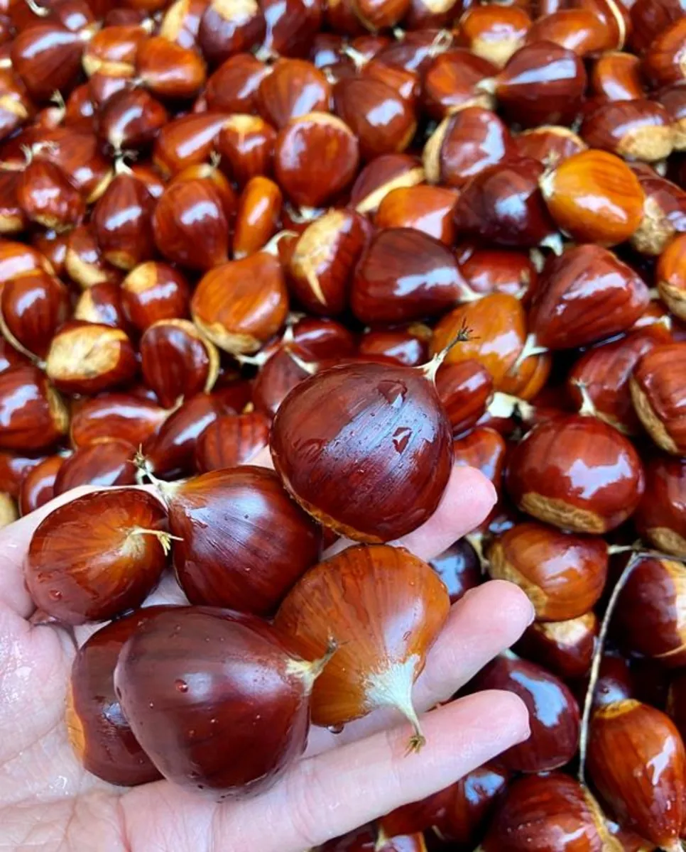 Castanha fresca