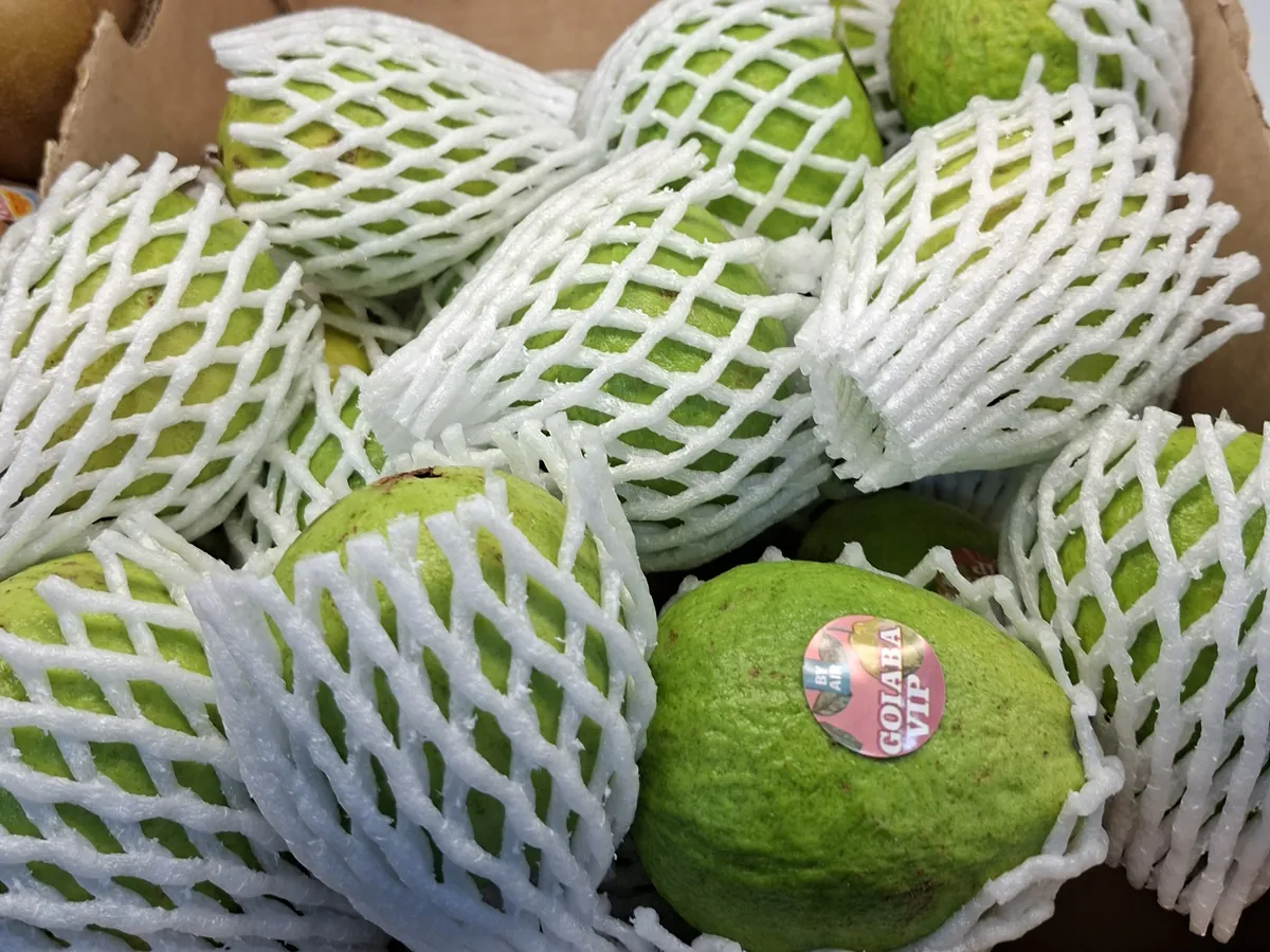 Goiabas verdes do Brasil protegidas em redes de espuma, numa caixa