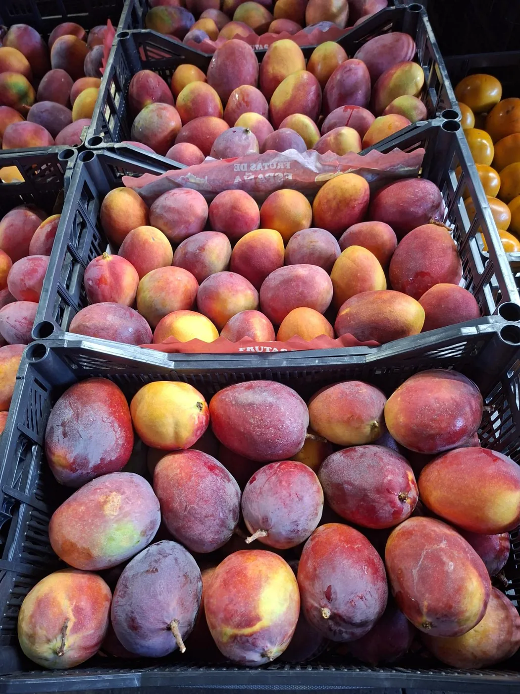 Mangas em caixas, fruta de Espanha