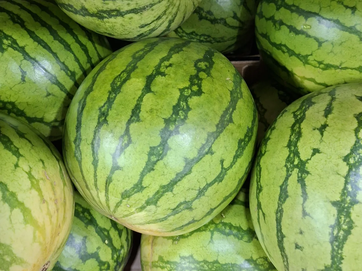 Melancias inteiras sem sementes, de casca verde riscada, na loja