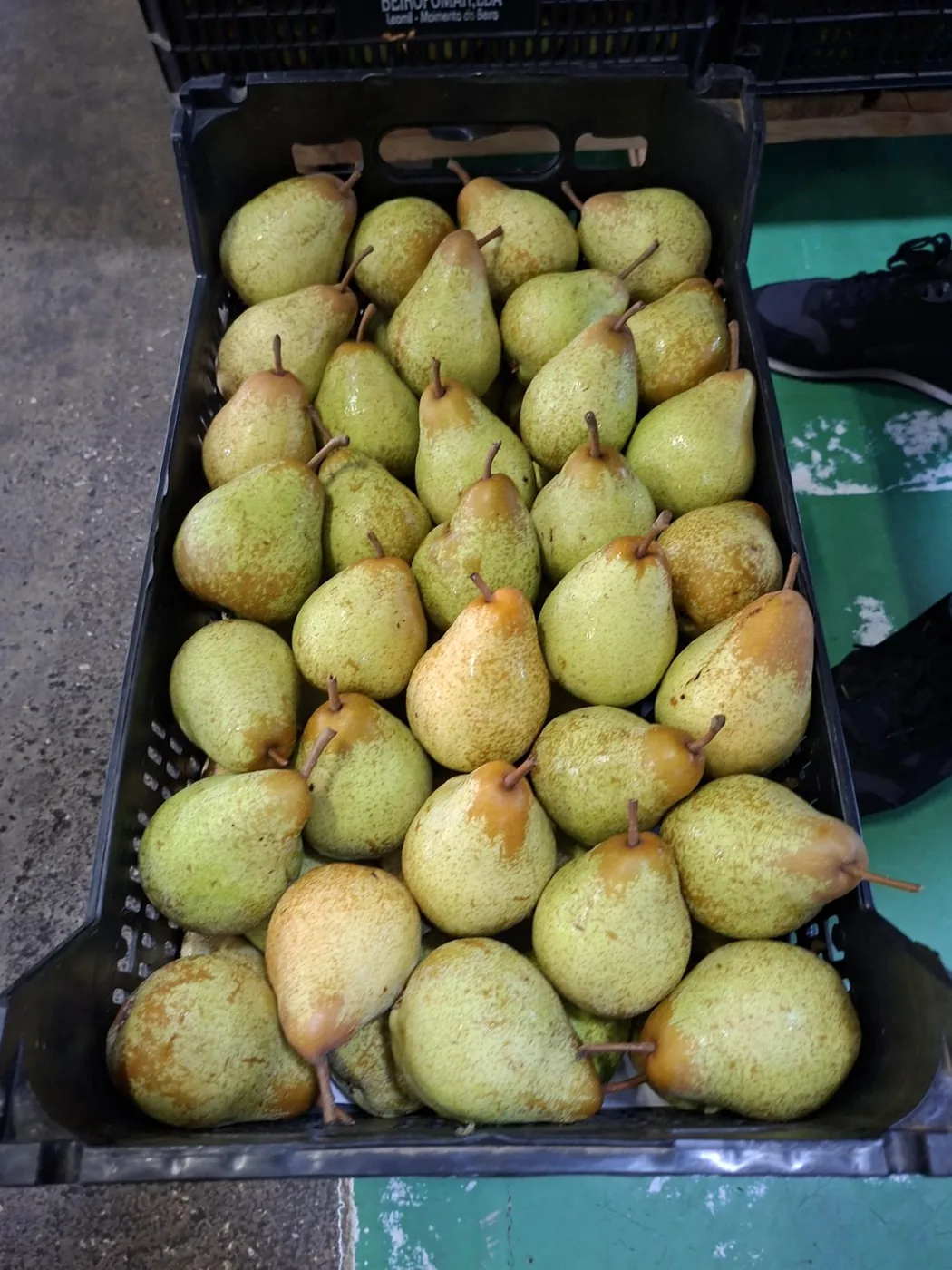 Pêra Rocha